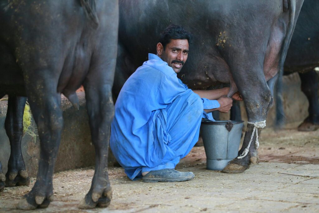 South Asian farmer squats milking a cow in Karachi, Pakistan.